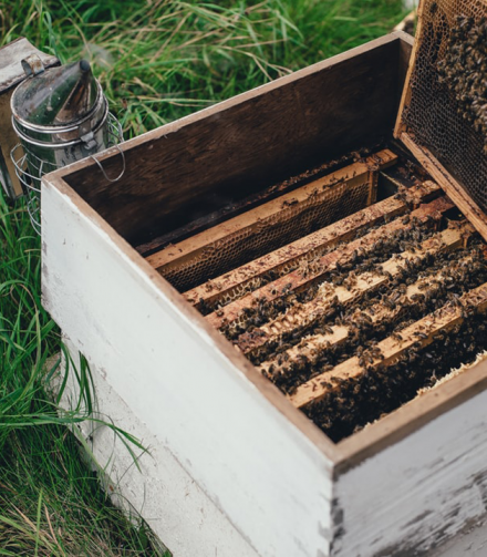 Восъчни опаковки Wrap Around като алтернатива на пластмасата